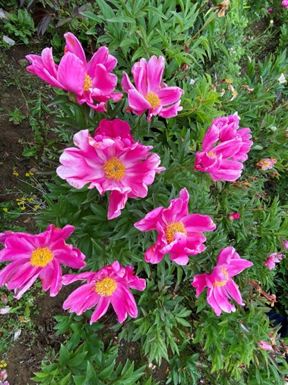 1748918206171935.jpg 圖片3.jpg