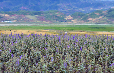 好醫(yī)生附子基地喜迎豐收大季
